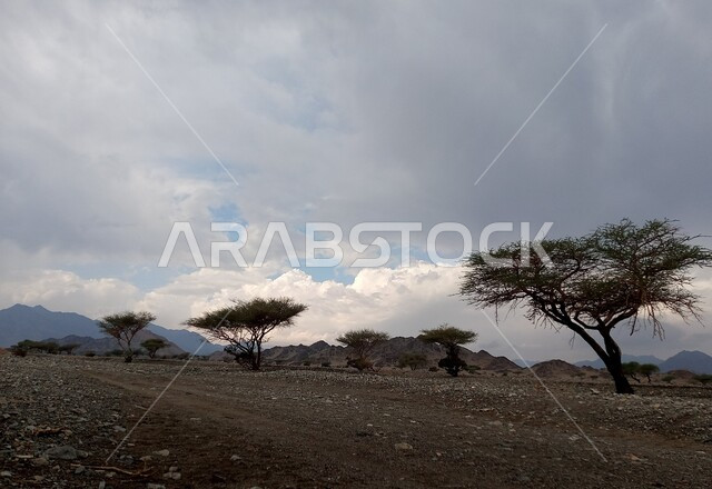 الاشجار والنباتات الصحراوية، الجبال والمرتفعات في المناطق الصحراوية، الطبيعة الصحراوية، التضاريس الصحراوية