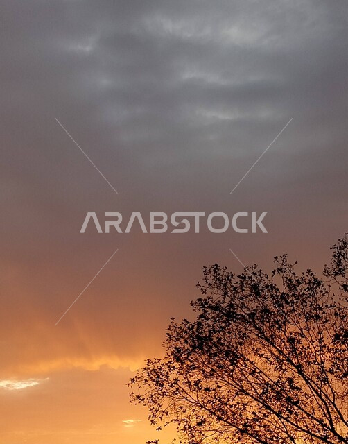 اغصان الاشجار وقت غروب الشمس، الاشجار والنباتات الخضراء، اوراق الاشجار، خلفية الطبيعة