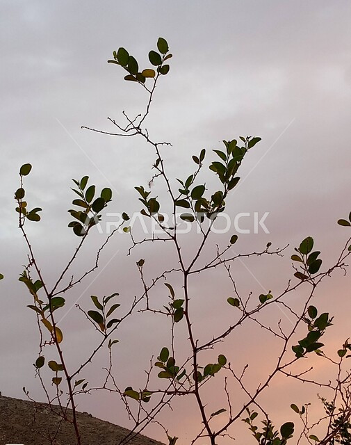 اغصان الاشجار وقت غروب الشمس، الاشجار والنباتات الخضراء، اوراق الاشجار، خلفية الطبيعة