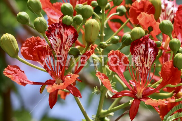 شجرة البونسيانا الموردة، ورود عطرية متفتحة، زراعة الازهار والورود الطبيعية، ورود بألوان جميلة، خلفية الطبيعة