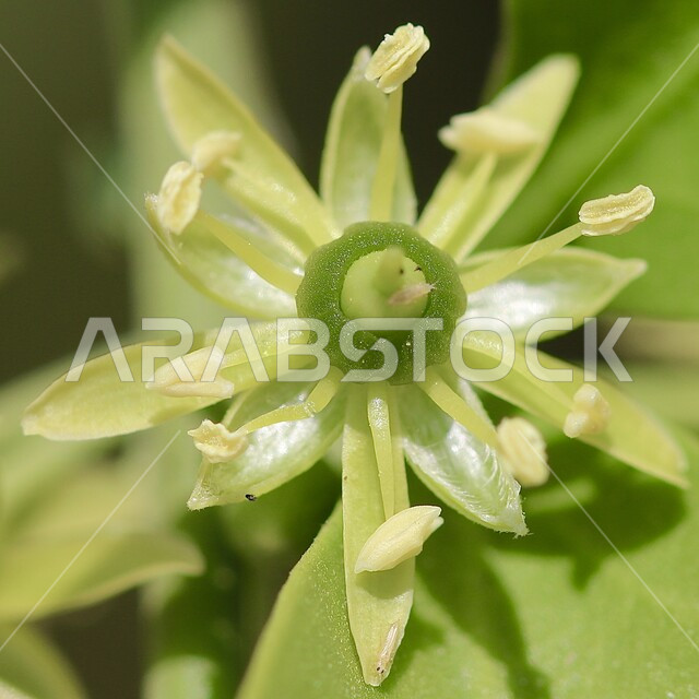 Close-up of Heglig tree flower, green trees and plants, natural open flowers, flowering trees, nature background