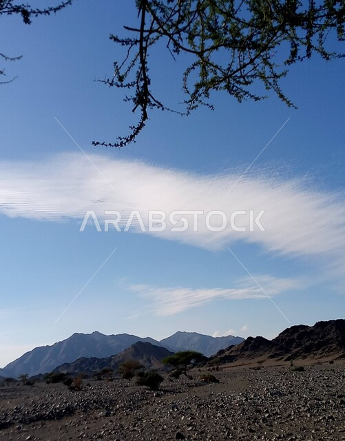 الطبيعة الصحراوية ، الأشجار في المناطق الصحراوية ، التضاريس الصحراوية ، البيئة الجبلية الصحراوية ، خلفية الطبيعة