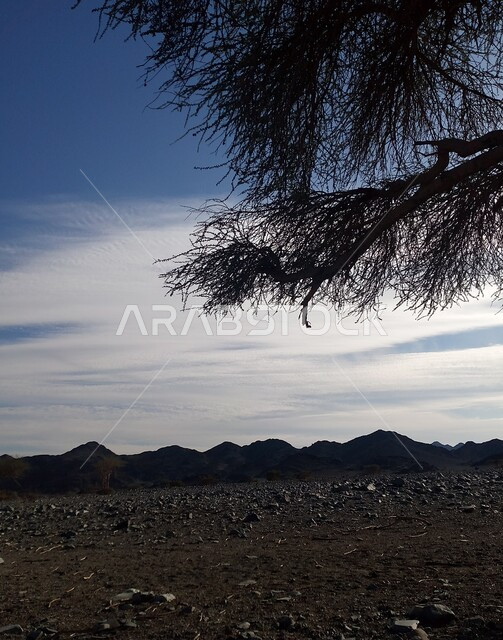 الطبيعة الصحراوية ، الأشجار في المناطق الصحراوية ، التضاريس الصحراوية ، البيئة الجبلية الصحراوية ، خلفية الطبيعة