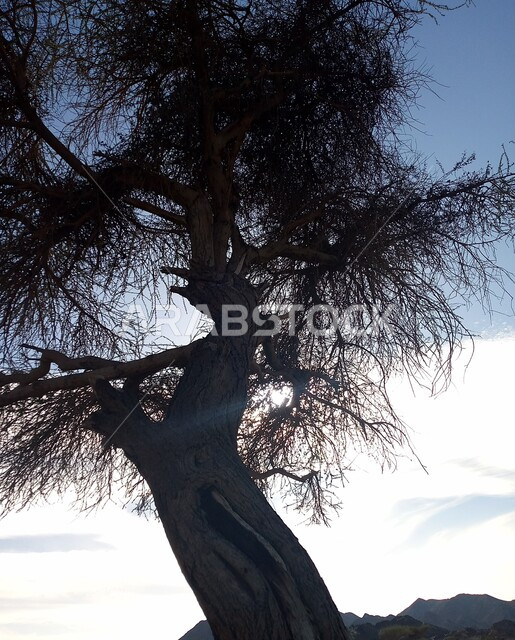 Angle from the bottom of dry leafless trees in desert areas, desert nature, trees in desert areas
