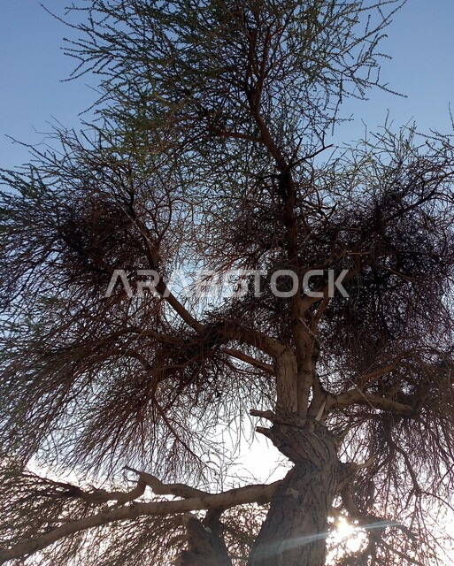 Angle from the bottom of dry leafless trees in desert areas, desert nature, trees in desert areas