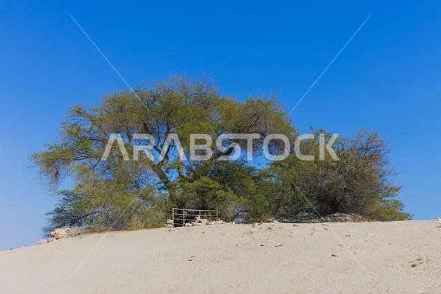 prosopis cineraria tree - Stock Photos - Exclusive Gulf Arab Photos ...