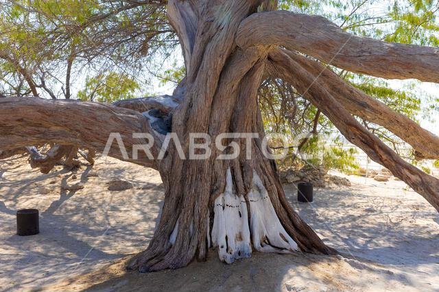 prosopis cineraria tree - Stock Photos - Exclusive Gulf Arab Photos ...