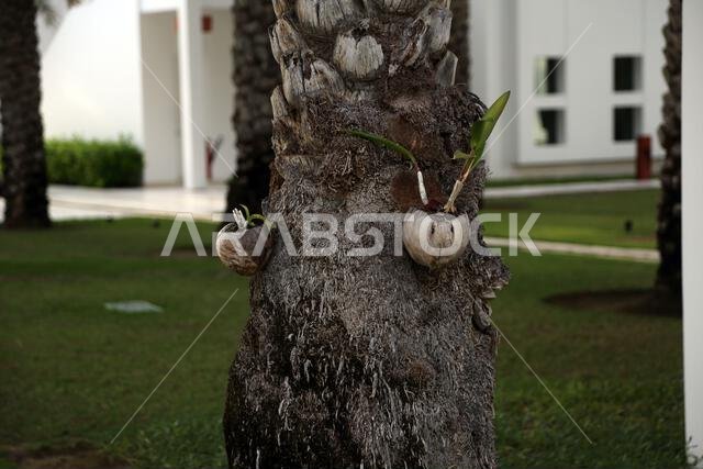 Pink Moaque Pink Rock Orchid (Dendrobium Kingianum) on Palm Tree at The Chedi Hotel ...