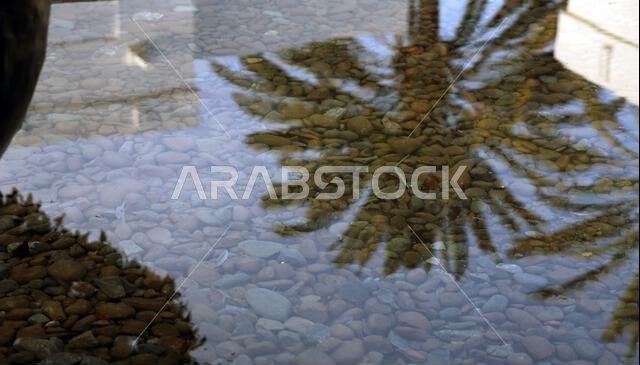 Pink Rock Orchid (Dendrobium Kingianum) on Palm Tree at The Chedi Hotel ...