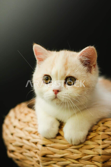 حيوان القط الأليف ، حيوانات أليفة ، حيوان ثديي أليف ، خلفية قطة