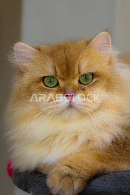 حيوان القط الأليف ، حيوانات أليفة ، حيوان ثديي أليف ، خلفية قطة