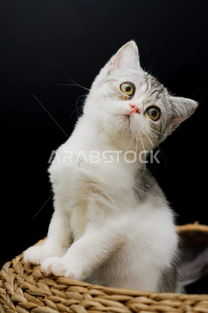 حيوان القط الأليف ، حيوانات أليفة ، حيوان ثديي أليف ، خلفية قطة