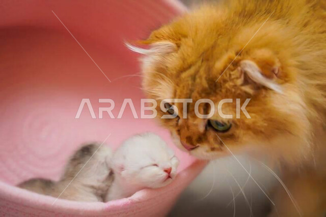 حيوان القط الأليف ، حيوانات أليفة ، حيوان ثديي أليف ، خلفية حيوانات القط