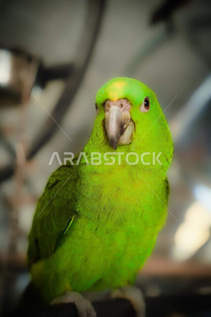 طائر الببغاء باللون الأخضر ، خلفية طائر الببغاء ، طيور برية