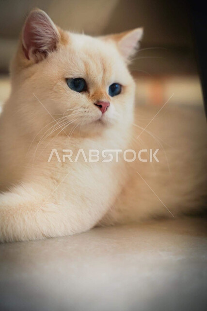 pet cat, pets, pet mammal, cat wallpaper