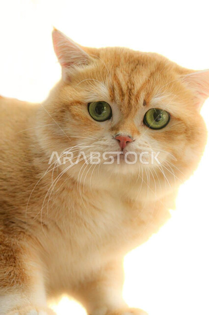 حيوان القط الأليف ، حيوانات أليفة ، حيوان ثديي أليف ، خلفية قطة ، خلفية بيضاء