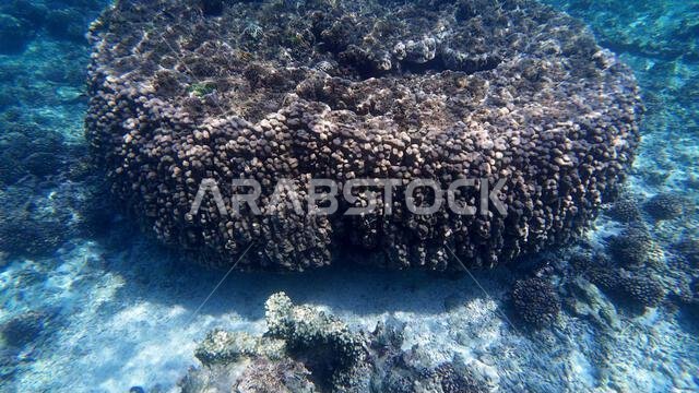 Photography of fish and corals in Oman near Muscat during spring sunny ...