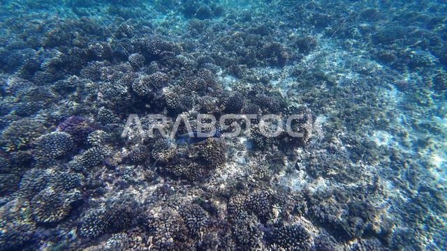 Photography of fish and corals in Oman near Muscat during spring sunny ...