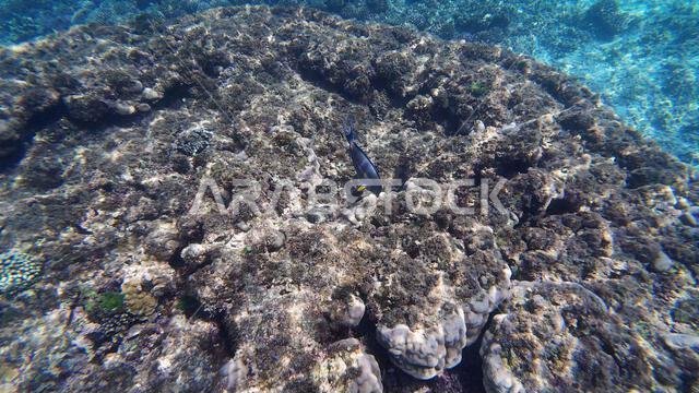 Photography of fish and corals in Oman near Muscat during spring sunny ...