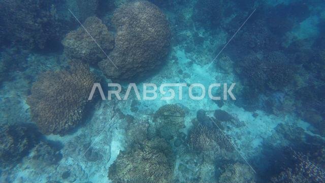 Photography of fish and corals in Oman near Muscat during spring sunny ...