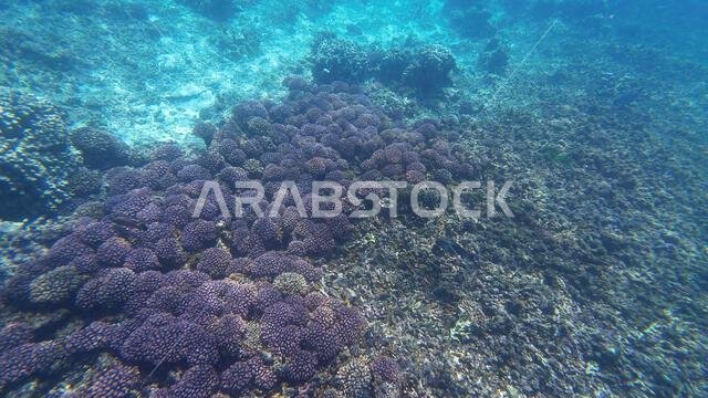Photography of fish and corals in Oman near Muscat during spring sunny ...