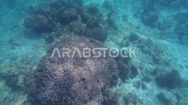 Photography of fish and corals in Oman near Muscat during spring sunny ...