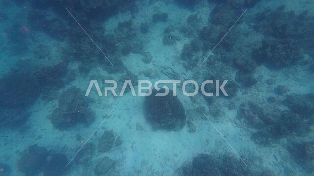 Photography of fish and corals in Oman near Muscat during spring sunny ...
