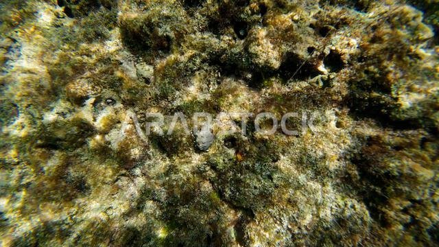 Photography of fish and corals in Oman near Muscat during spring sunny ...