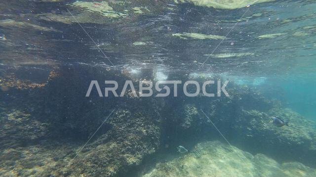 Photography of fish and corals in Oman near Muscat during spring sunny ...