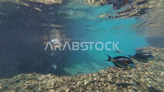 Photography of fish and corals in Oman near Muscat during spring sunny ...