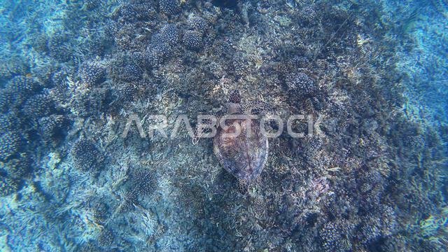 Photography of fish, sharks and corals in Oman near Muscat during ...