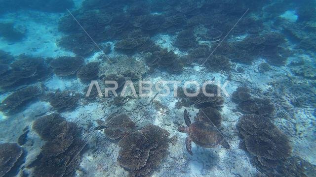 Photography of fish and corals in Oman near Muscat during spring sunny ...