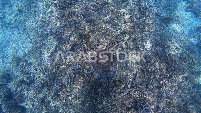 Photography of fish and corals in Oman near Muscat during spring sunny ...