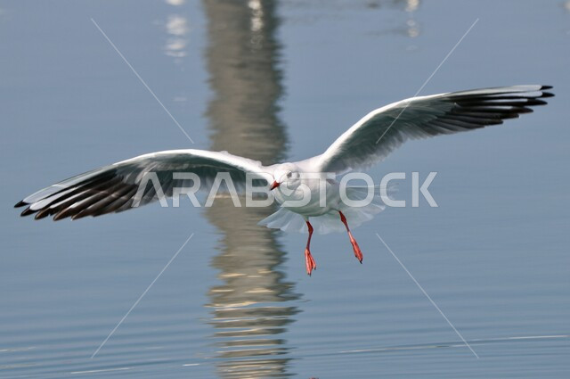طائر النورس يحلق فوق البحر ، طيور برية 