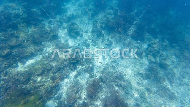 Photography of fish and corals in Oman near Muscat during spring sunny ...