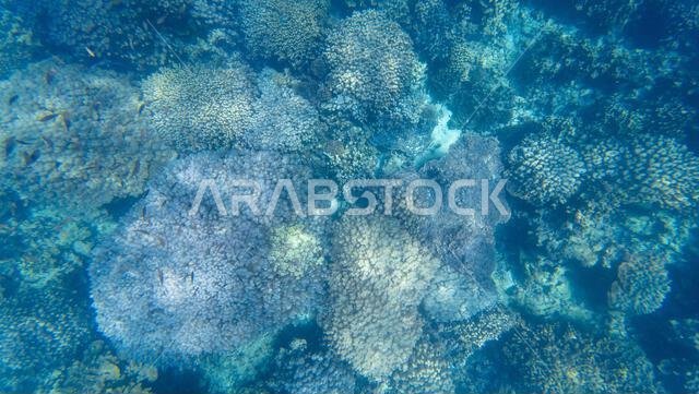 Photography of fish and corals in Oman near Muscat during spring sunny ...