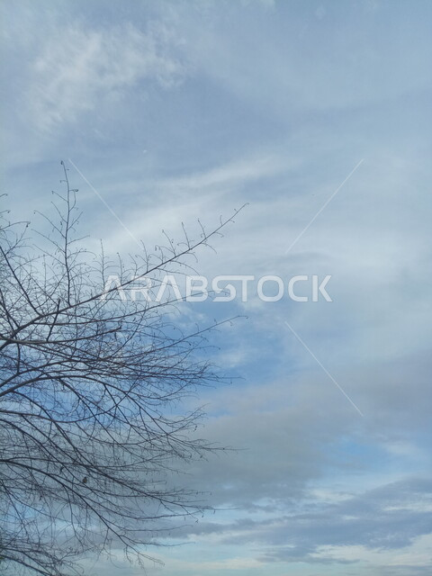 اغصان الاشجار الجافة ، فروع خالية من الاوراق ، خلفية الطبيعة ، السماء الزرقاء