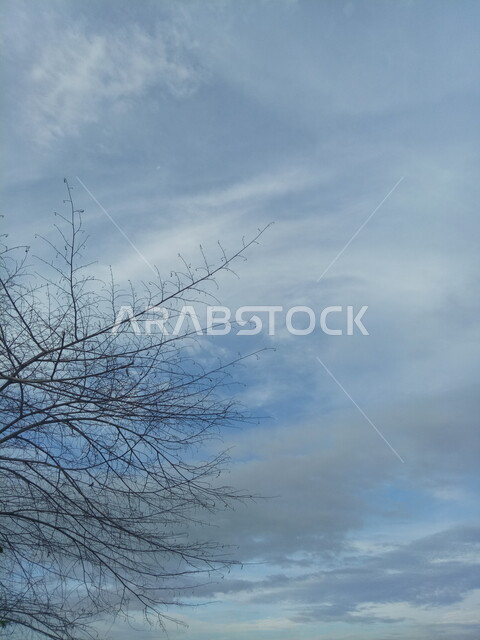 اغصان الاشجار الجافة ، فروع خالية من الاوراق ، خلفية الطبيعة ، السماء الزرقاء