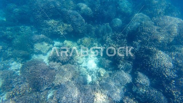 Photography of fish, sharks and corals in Oman near Muscat during ...