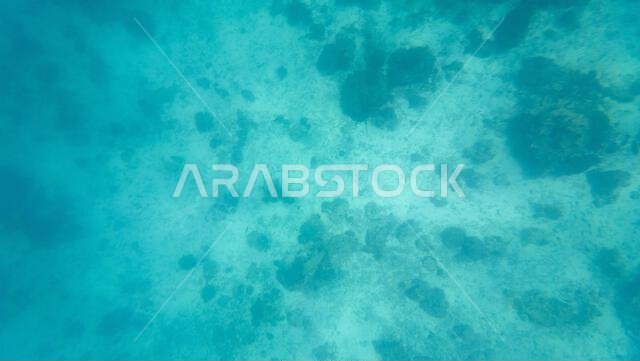 Photography of fish and corals in Oman near Muscat during spring sunny ...