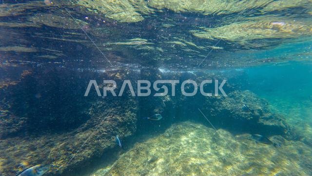 Photography of fish and corals in Oman near Muscat during spring sunny ...