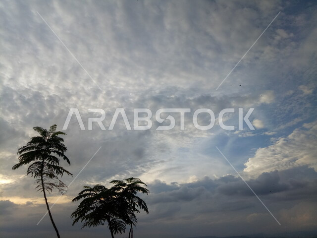 الأشجار الطبيعية الخضراء ، خلفية الطبيعة ، السماء الزرقاء