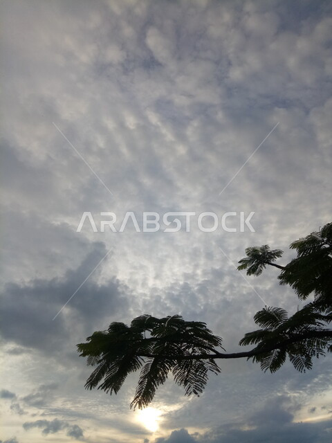 Green natural trees, nature background, blue sky