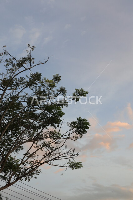 الأشجار الطبيعية الخضراء ، خلفية الطبيعة ، السماء الزرقاء