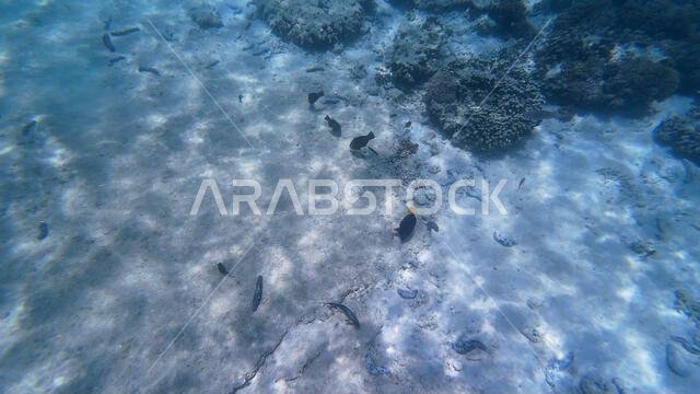 Photography of fish and corals in Oman near Muscat during spring sunny ...
