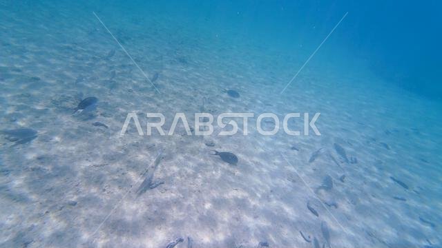 Photography of fish and corals in Oman near Muscat during spring sunny ...