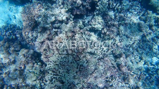 Photography of fish and corals in Oman near Muscat during spring sunny ...
