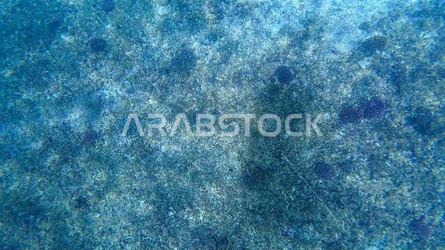 Photography of fish and corals in Oman near Muscat during spring sunny ...