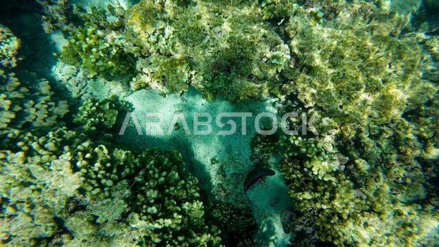 Photography of fish and corals in Oman near Muscat during spring sunny ...