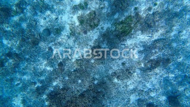 Photography of fish and corals in Oman near Muscat during spring sunny ...